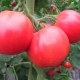 Описание и особенности розовых томатов