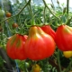 Описание сортов томатов серии Трюфель
