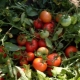Описание стелющихся томатов и правила ухода за ними