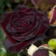 Особенности бархатных роз и уход за ними