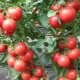 Особенности гибридов томатов и их выращивание