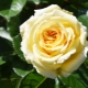 Особенности и выращивание уральских роз