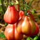 Особенности сортов томатов серии «Инжир»
