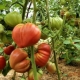 Разнообразие и выращивание Минусинских томатов