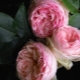 Розы компании «Мейян» (Meilland)
