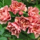 Розы японской селекции