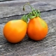 Секреты выращивания томата Японский трюфель