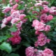 Сорта ароматных роз и разнообразие их запахов