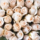 Сорта кремово-белых роз