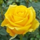 Сорта лимонных роз