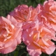 Сорта лососево-розовых роз