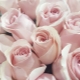 Сорта пудровых роз