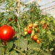 Сорта томатов для теплиц в Сибири
