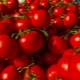 Сорта томатов сибирской селекции для теплиц