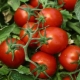 Все, что нужно знать о кистевых томатах