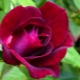 Все, что нужно знать о розах группы грандифлора