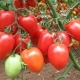 Все о крупноплодных томатах для теплиц