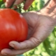 Все о крупных сортах томатов
