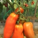 Все о перцевидных томатах