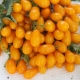 Все о сортах томатов серии «Финик» 