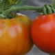 Выращивание и описание томатов «Король рынка»