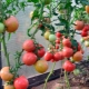 Выращивание высокорослых помидоров