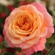 Сорта оранжево-розовых роз