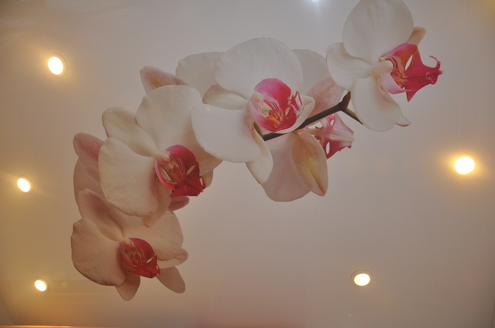 Натяжные потолки фотопечать цветы