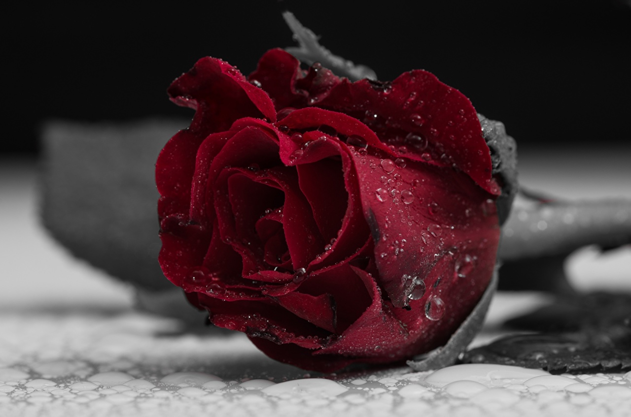 Розы серые с красным