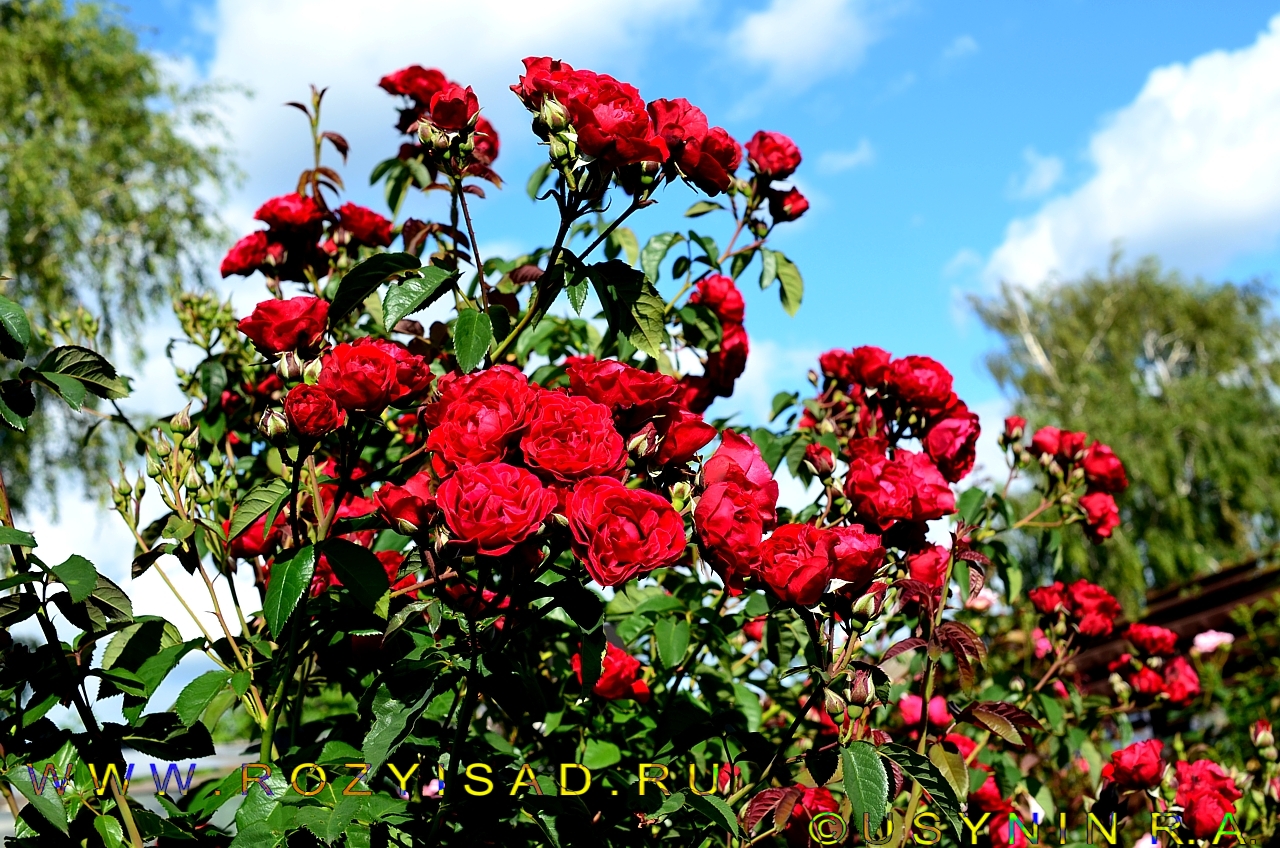 Роза красная кустовая Парковая роза