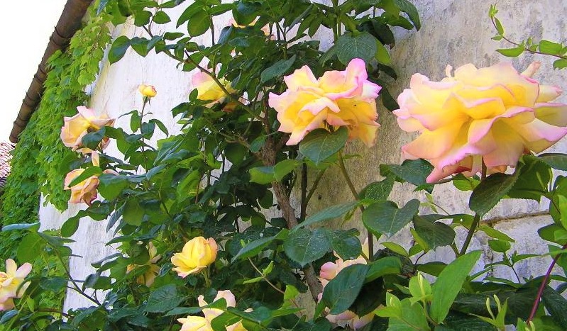 Описание и правила выращивания плетистой розы сорта Айсберг