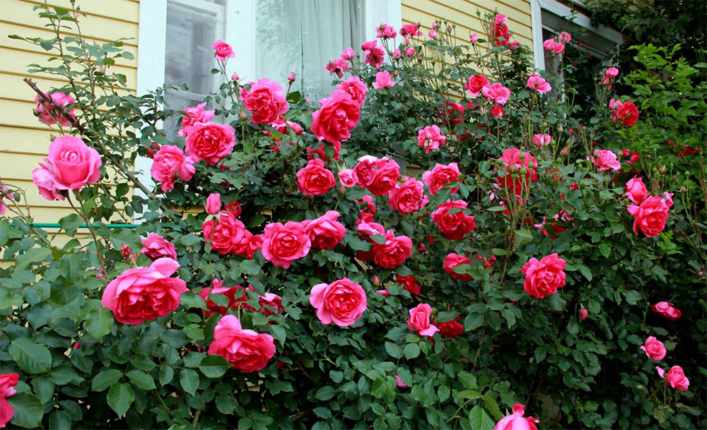 Розы (39 фото): Сорта роз с фото и названиями сорта