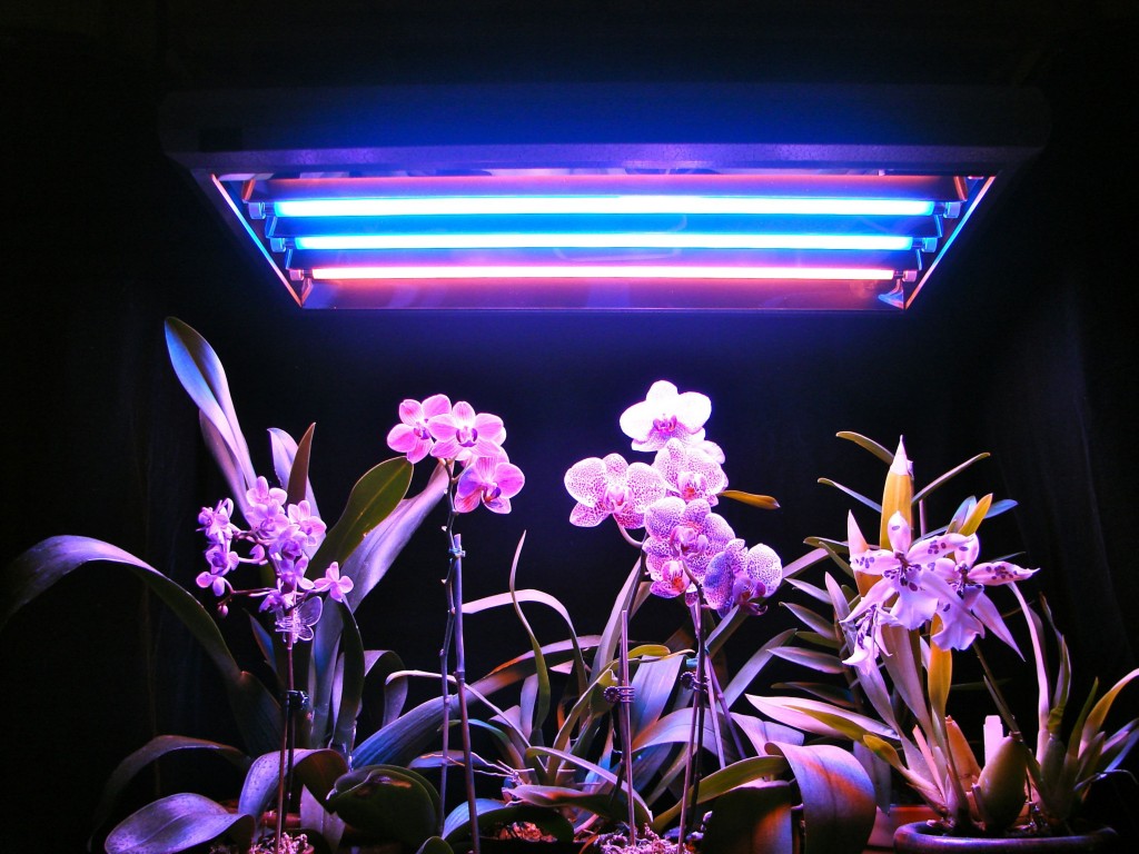  лампы для растений: как выбрать фитолампы для цветов .