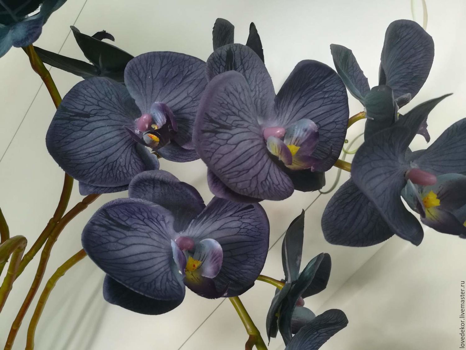 chernaya-orhideya-opisanie-vidy-i-vyrash