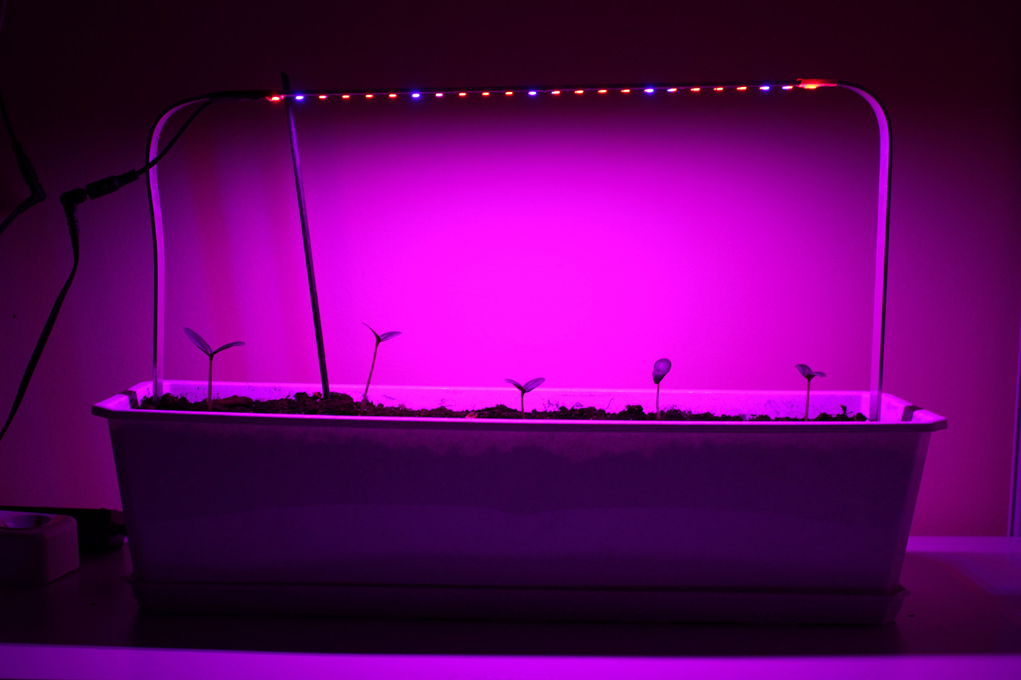 Какой свет лучше для рассады в домашних. Светодиодная лента для растений фитолента. Фитолента светодиодная для растений Uniel. Фитолампа Эра-12w. Лампы для подсвечивания рассады.