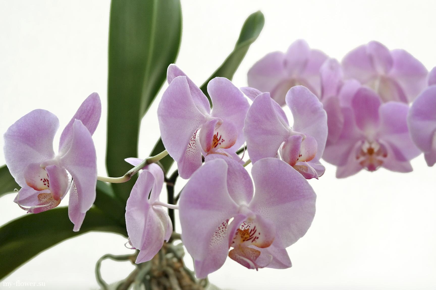 Орхидея паленомпсиксис