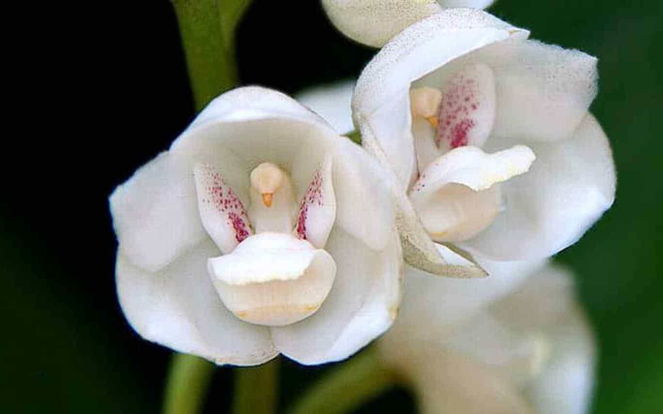 Ком цветы похожие на. Peristeria elata Орхидея. Орхидея "Святой дух" (peristeria elata). Перистерия высокая Орхидея голубь. Перистерия Крылатая.