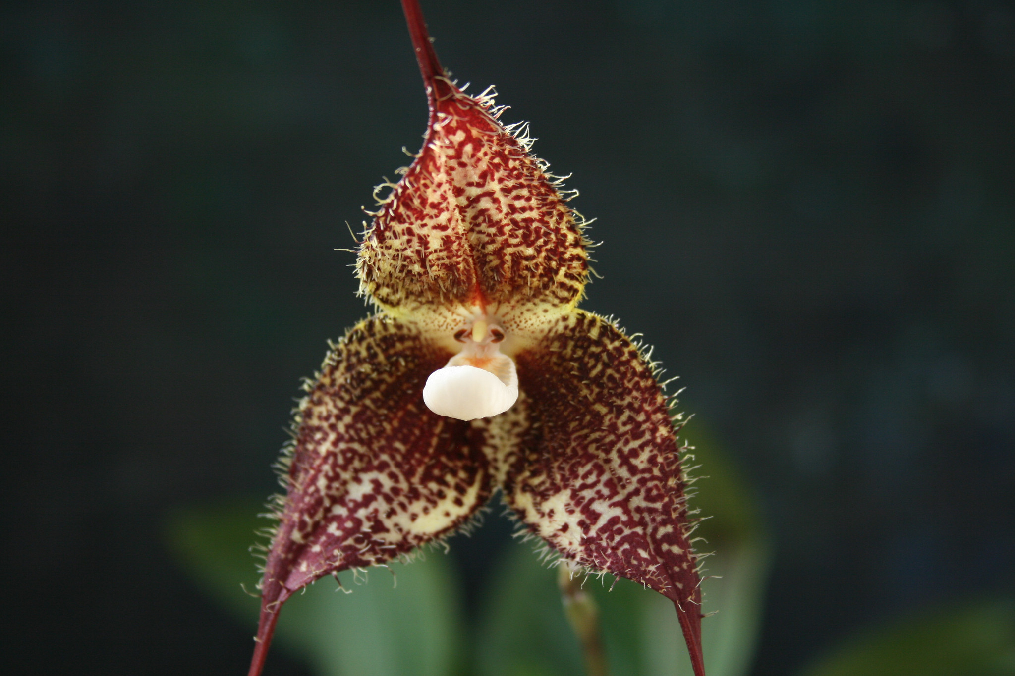 Обезьянья Орхидея Dracula Simia