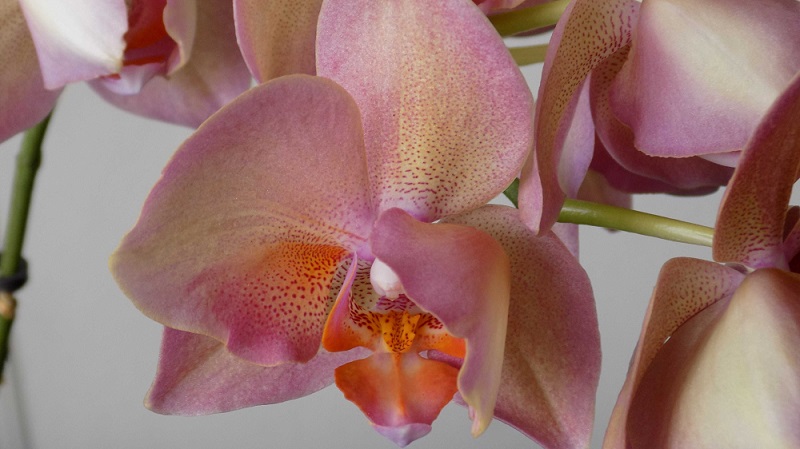 Купить Орхидею Легато В Интернет Магазине