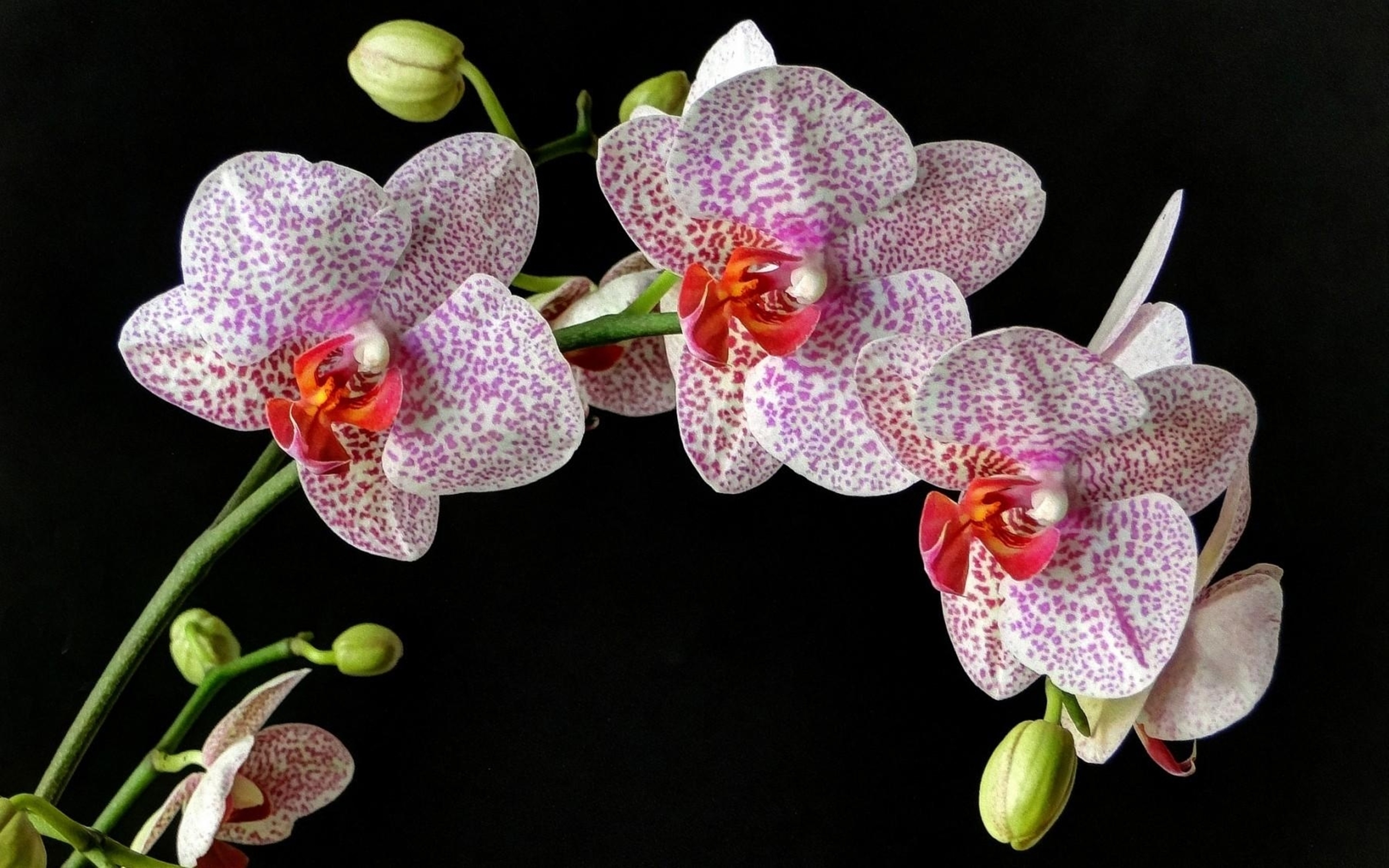 Удобрения для орхидей 49 фото чем подкормить орхидею в домашних условиях чтобы она цвела и давала деток Как правильно подкармливать