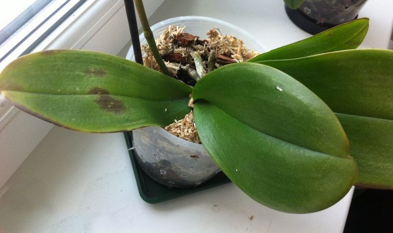 Листья Орхидеи Фаленопсис Фото