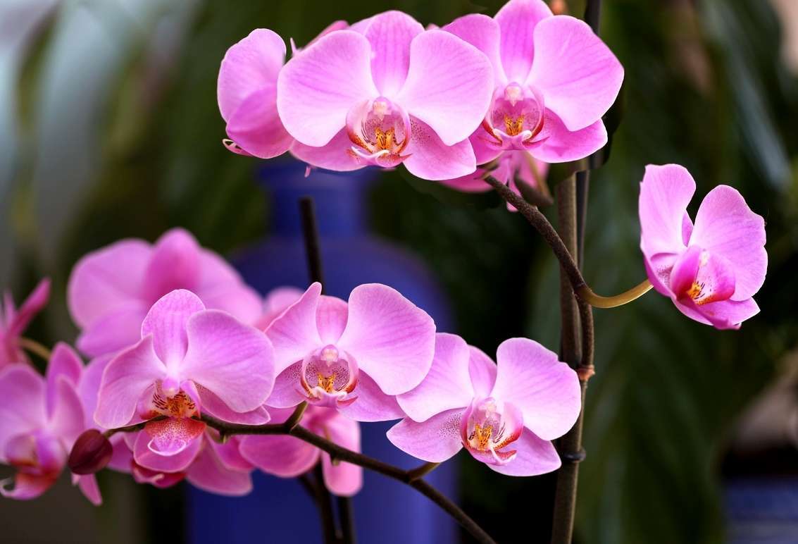 Размножение орхидеи фаленопсис в домашних условиях 31 фото как размножать черенками пошагово Как отделить детку от цветоноса Посадка и уход