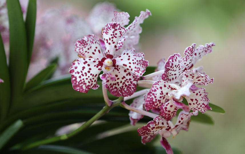 Виды Домашних Орхидей С Фото И Названиями