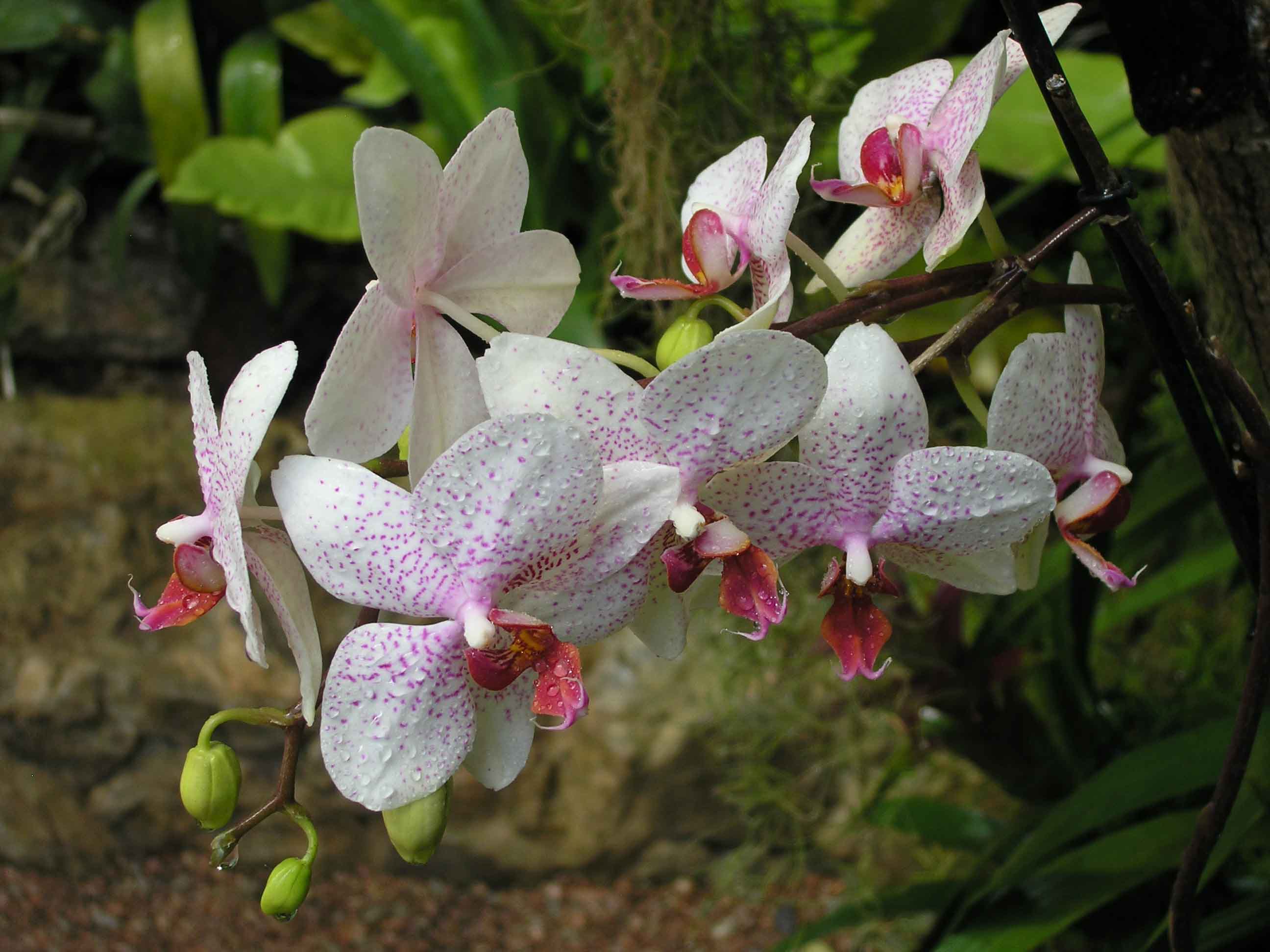 Орхидеи в природе фото. Фаленопсис (Phalaenopsis) – Орхидея Родина. Фаленопсис Туркиш Делайт. Орхидея фаленопсис в дикой природе. Эпифиты орхидеи фаленопсис.