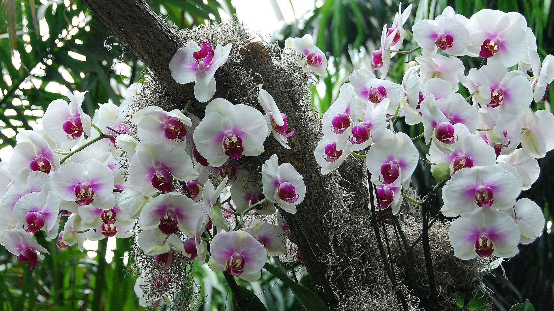 разновидности орхидей фото с названиями и описанием