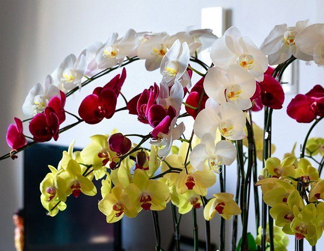 Цветонос у орхидеи как появляется фото выглядит
