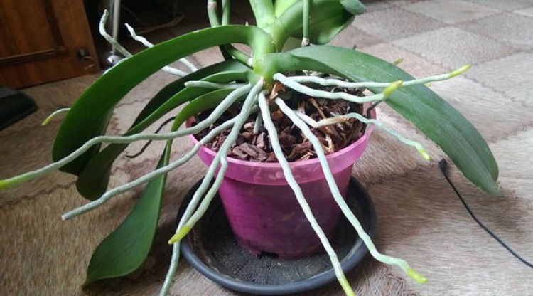 Коричневые корни у орхидеи что делать