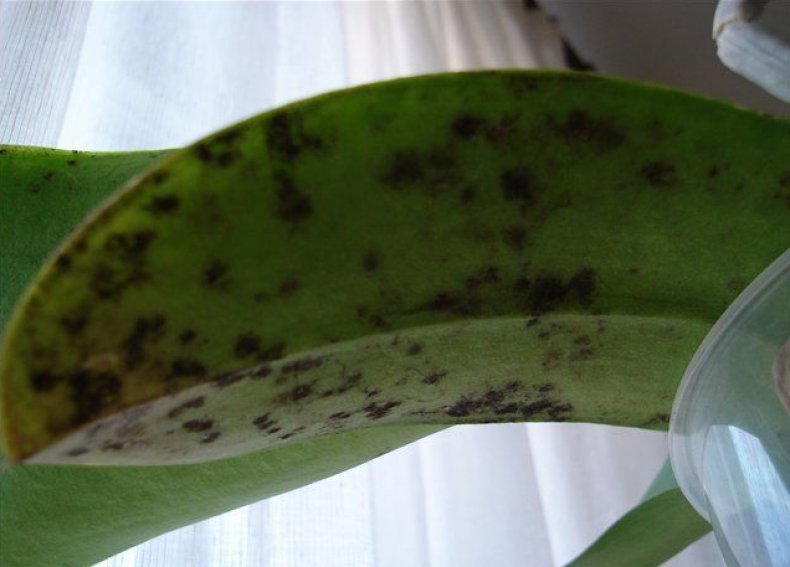 Орхидеи Болезни Листьев Фото Лечение