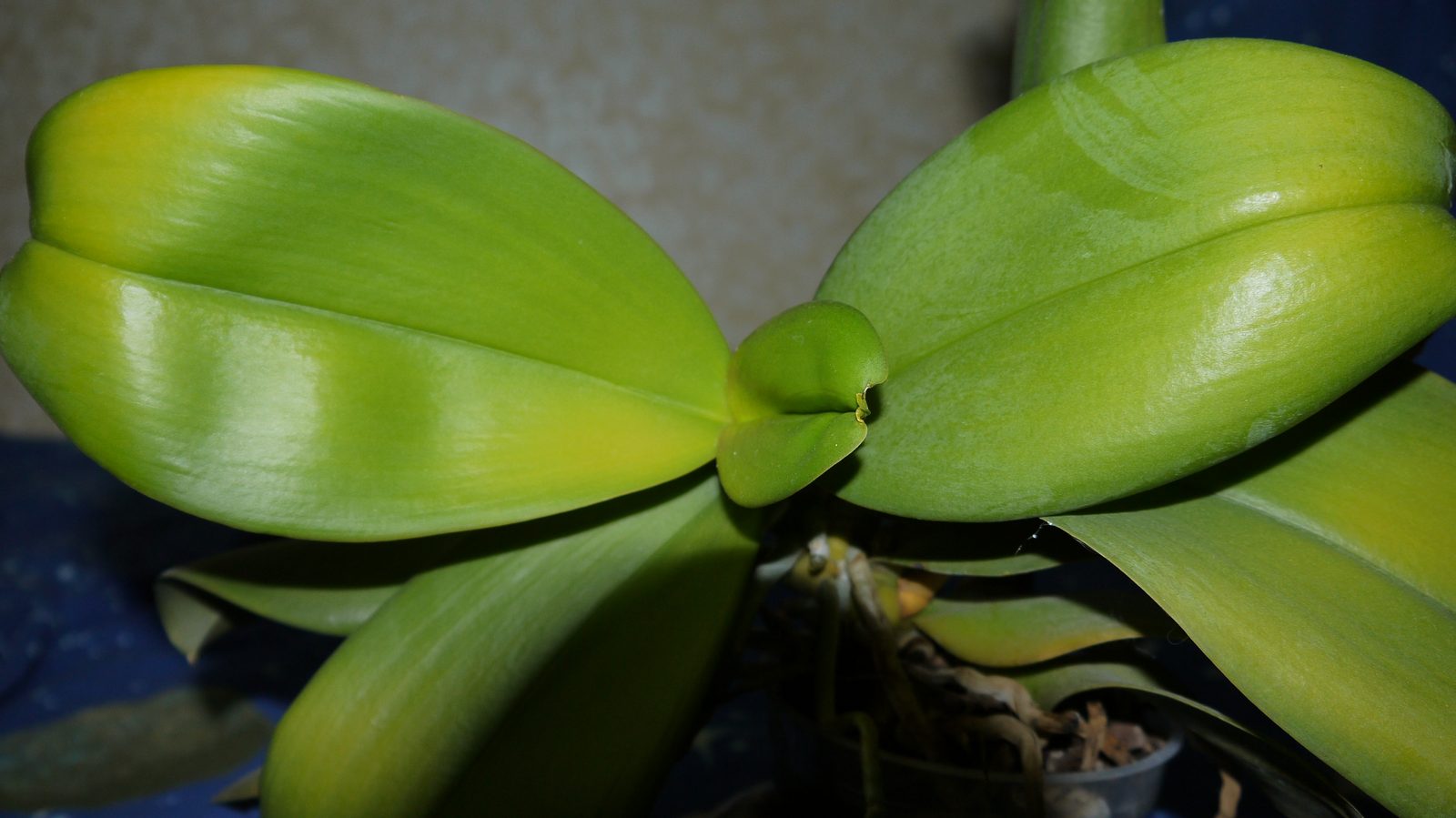 хлороз на орхидеях фото