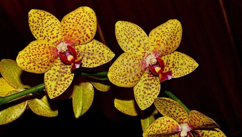 Золотая Орхидея Фото